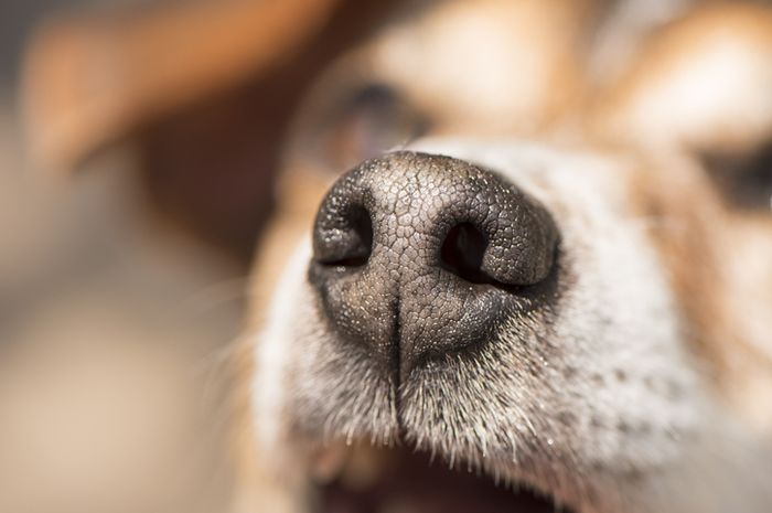 Anjing Ternyata Bisa Dilatih Untuk Mendeteksi Kanker Dengan