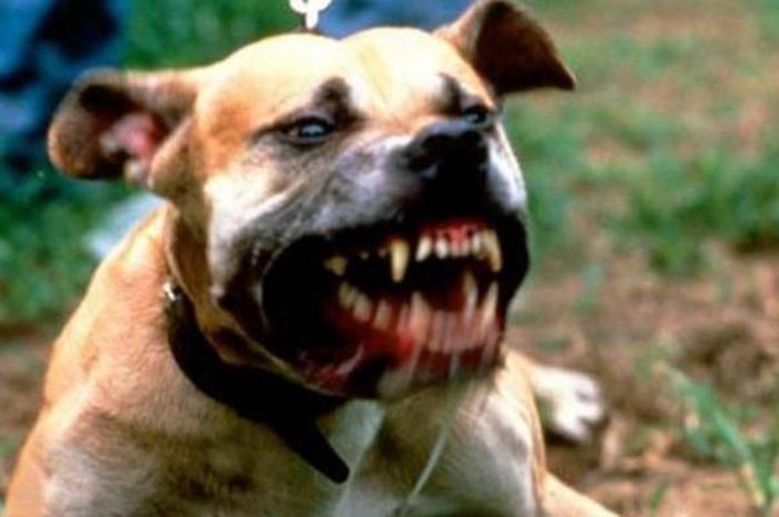 Gara Gara Serangan Anjing Gila Pemerintah Kabupaten Kolaka Utara