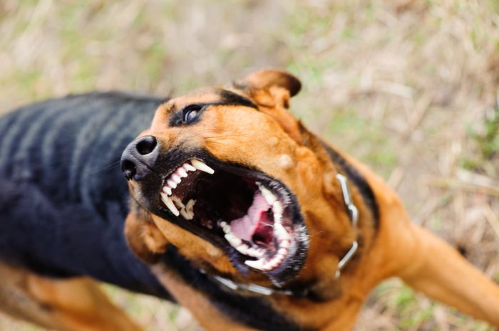 28+ Gigitan anjing rabies terbaru