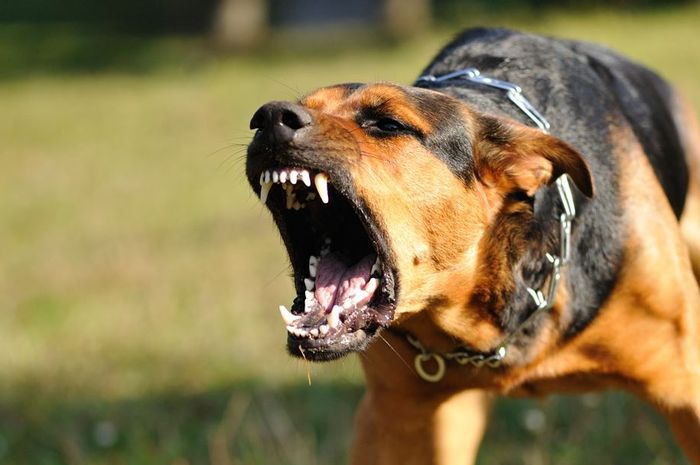 Anjing Gila Ngamuk Serang Warga 17 Penduduk Kolaka Utara Terluka