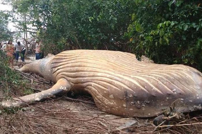 Aneh Paus Bungkuk Ditemukan Terdampar Di Dalam Hutan Amazon