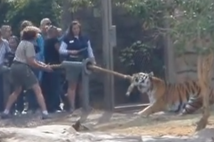 Unduh 76 Gambar Harimau Vs Terbaru 