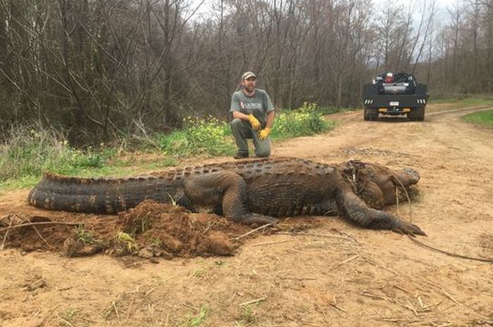 Aligator Seberat 317 Kilogram Ditemukan Di Saluran Irigasi di