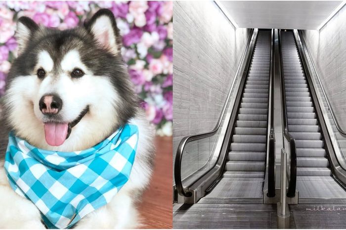 Lucu Anjing Peliharaan Takut Saat Naik Eskalator Sampai Harus