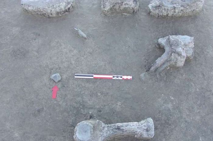 Dimakan Manusia Penyebab Kepunahan Kungkang Raksasa Di Zaman Es