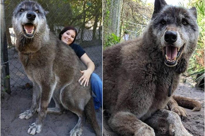 Anjing Serigala Raksasa Ini Jalani Hari Hari Terakhir Hidupnya