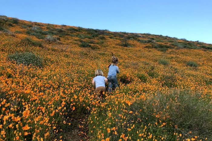 Sedih, Superbloom yang Mekar di Gurun California Saat Ini Rusak Bobo