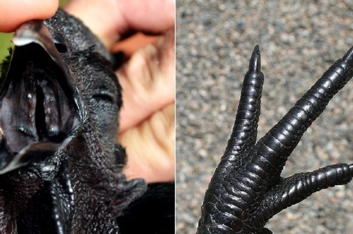Dijuluki Lamborghininya Unggas, Harga Ayam Cemani yang Serba Hitam Ini
