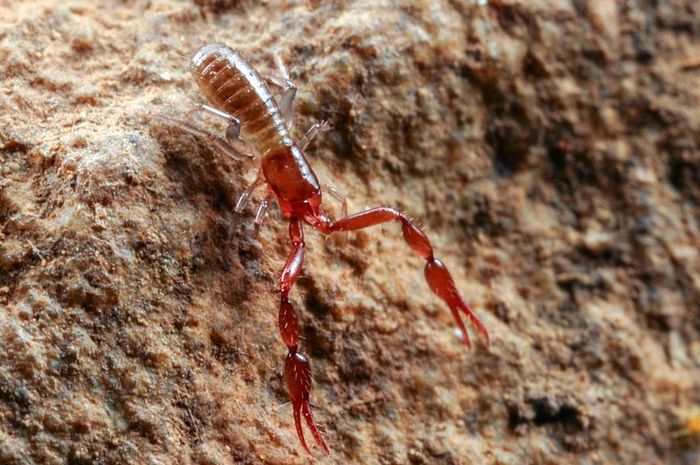 Hewan Mirip Kalajengking, Pseudoscorpion Si Kalajengking Palsu Bobo