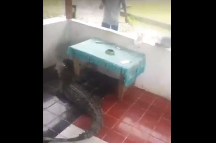 Dari Ikan Hiu Hingga Buaya Sejumlah Hewan Buas Terdampar Di