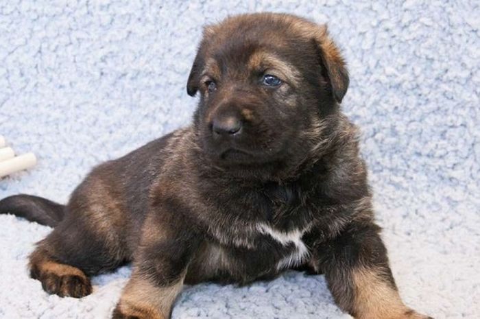 Anjing Polisi Tiongkok Pertama dari Hasil Kloning Siap Menjalani