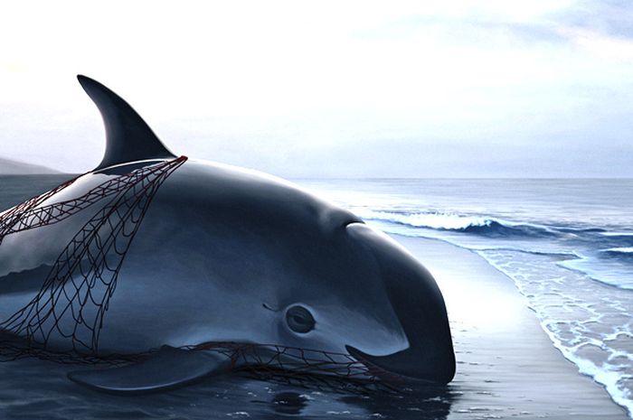 Hanya Tersisa 10 Ekor Di Alam Liar Inilah Hewan Paling Terancam