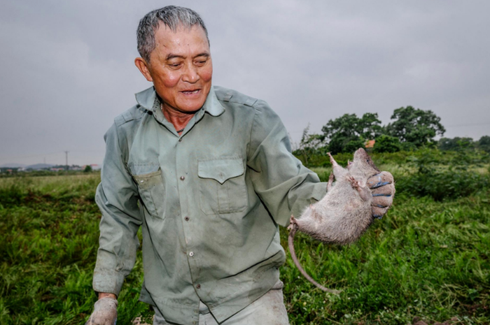 Rasanya Mirip Daging Kelinci, Tikus Jadi Makanan Favorit di Vietnam