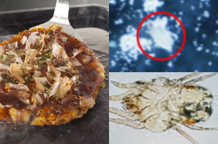 Ilustrasi | Dokter temukan 4500 tungau debu di setiap gram okonomiyaki yang dimasak pasiennya.