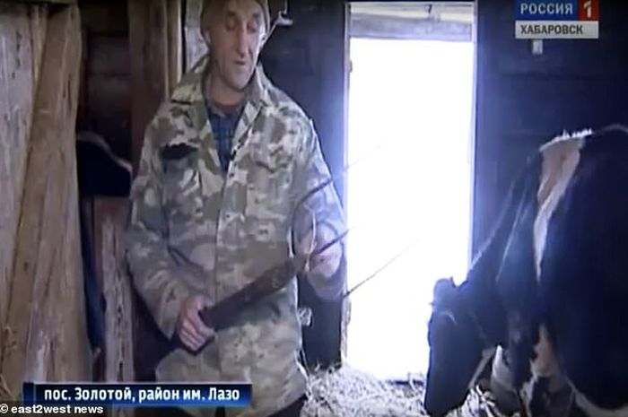 Membunuh Sapi Miliknya, Pensiunan Ini Serang Harimau Besar dengan Garpu Rumput