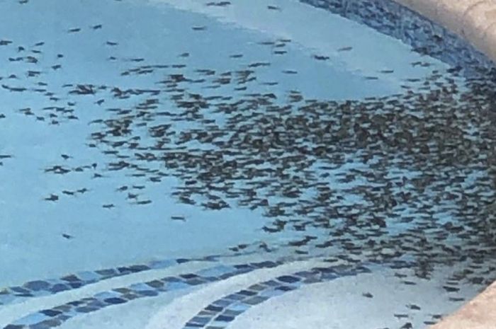 91 Gambar Kolase Hewan Katak Gratis 91 Gambar Kolase Hewan Katak Gratis