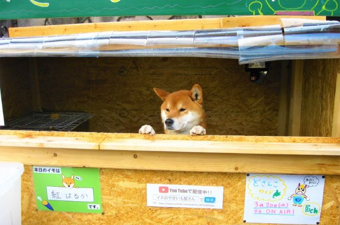 Video Kisah Ken Kun Anjing Shiba Inu Penjaga Kedai Makanan Di