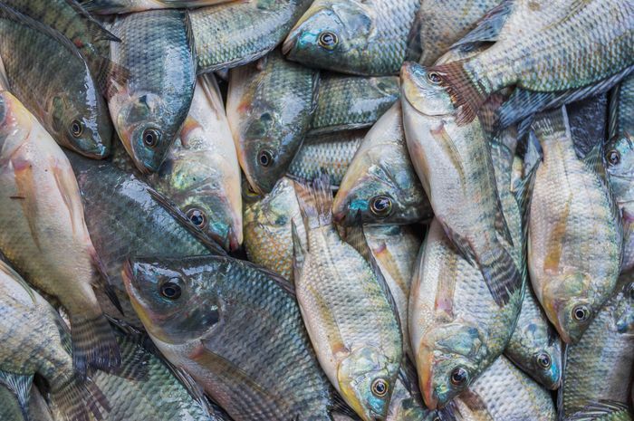 Disebut Bisa Memicu Kanker, ini 5 Fakta Ikan Mujair yang Harus Kamu Tahu!