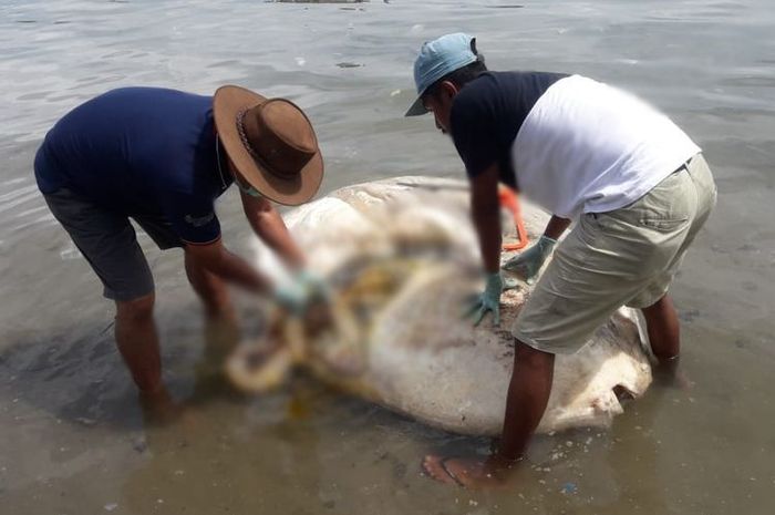 7800 Foto Penampakan Ikan Misterius HD Terbaru