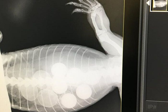 Seekor Goanna di Australia Menelan 6 Buah Bola Golf, Apa Sebabnya, ya