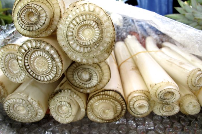 5 Manfaat Mengonsumsi Batang Pisang Mulai Dari Atasi Diabetes Hingga Cegah Batu Ginjal 5 Manfaat Mengonsumsi Batang Pisang Mulai Dari Atasi Diabetes Hingga Cegah Batu Ginjal