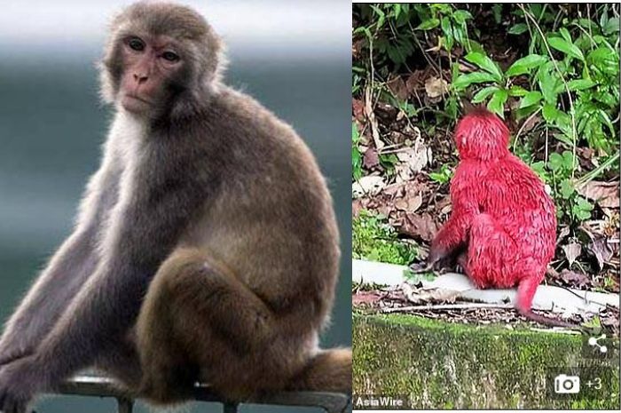 Tubuhnya Berubah Warna  Gara gara Disiram Cat  Monyet  Ini 