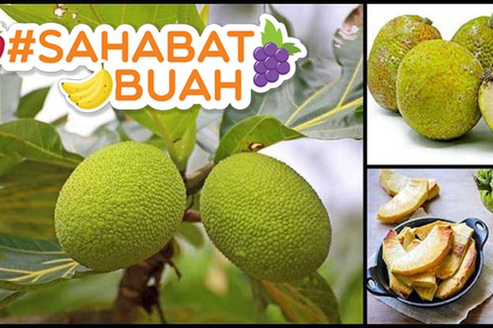 Sahabatbuah Suka Makan Buah Sukun Ternyata Manfaatnya Enggak Main Main Semua Halaman Sajian Sedap