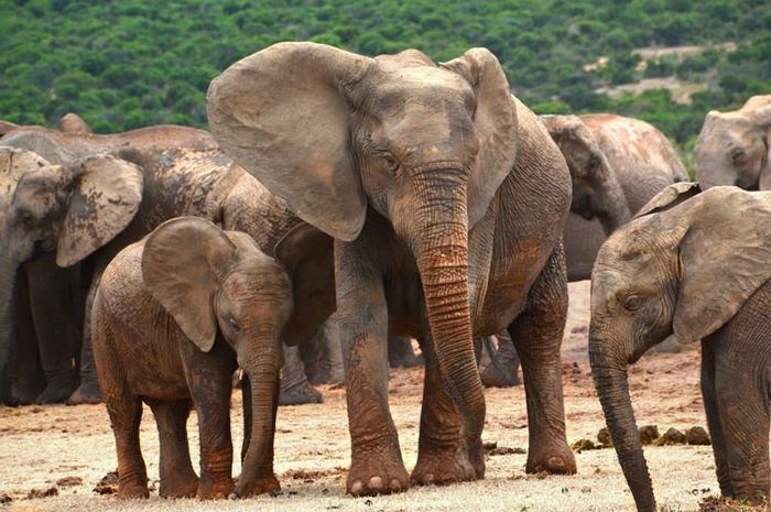 Download 86 Koleksi Gambar Gajah Belum Diwarnai Terbaru Gratis HD