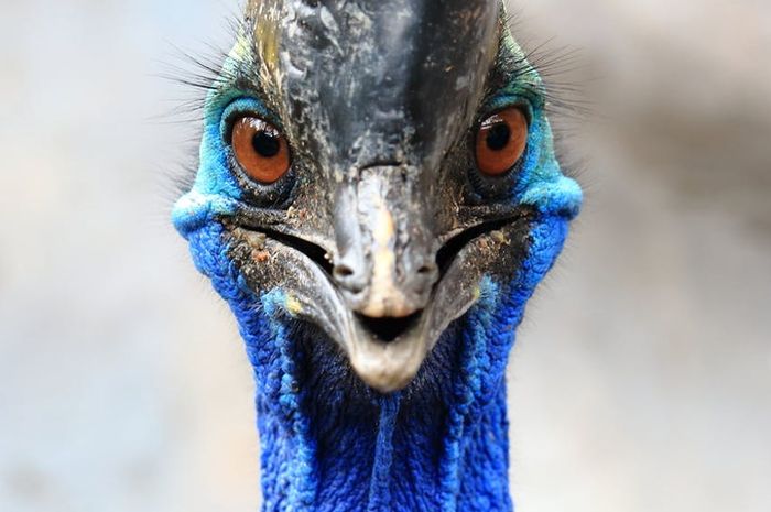 Burung Kasuari Yang Paling Berbahaya Di Dunia, Ada Di Indonesia!