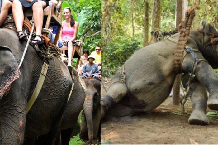 53 Kolase Hewan Gajah HD