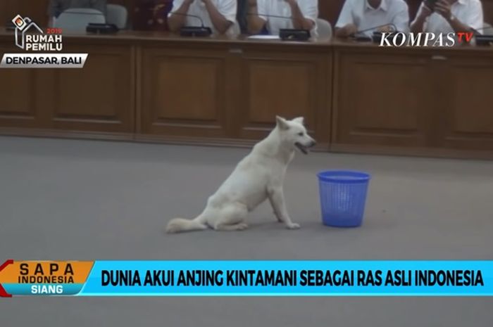 Anjing Kintamani Bali Diakui Dunia Sebagai Anjing Ras Asli