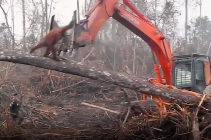 55 Gambar Orang Utan Sedih Paling Keren 55 Gambar Orang Utan Sedih Paling Keren