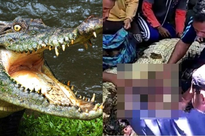 Disangka Makan  Manusia  Video Penagkapan Buaya  di Maluku 