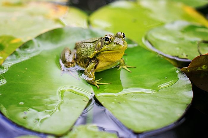  Pernapasan  Hewan  Amfibi Katak Menggunakan 4 Alat  