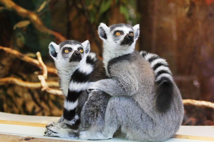 Sedih, Lemur Jadi Primata yang Paling Terancam Punah di Dunia Bobo