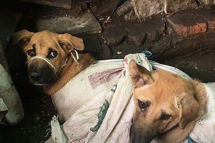 Viral Video Ribuan Anjing Yang Diikat Dan Disiksa Dalam Karung