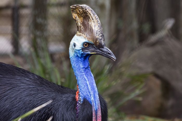 680+ Gambar Hewan Yg Dilindungi Gratis Terbaru