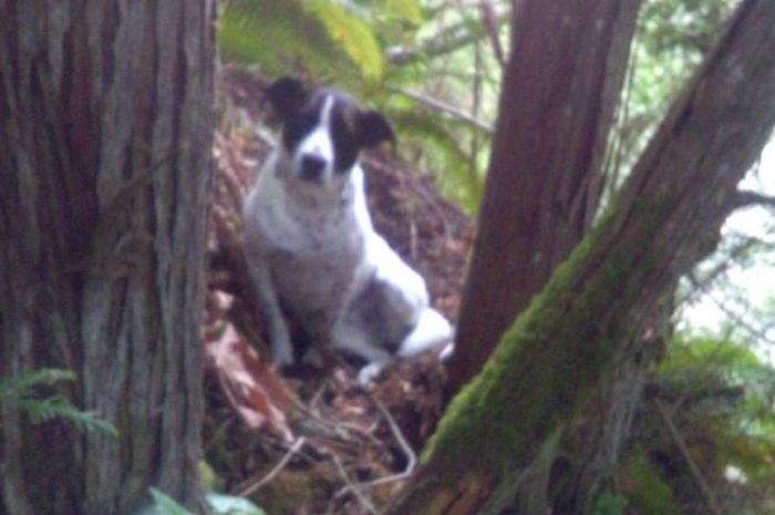 Seekor Anjing Setia Menemani Tuannya Yang Hilang Saat Hiking