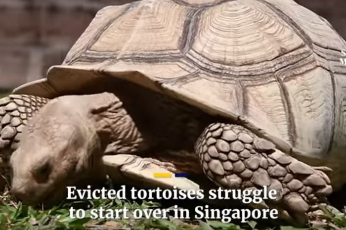 710 Koleksi Gambar Hewan Langka Di Singapura HD Terbaru