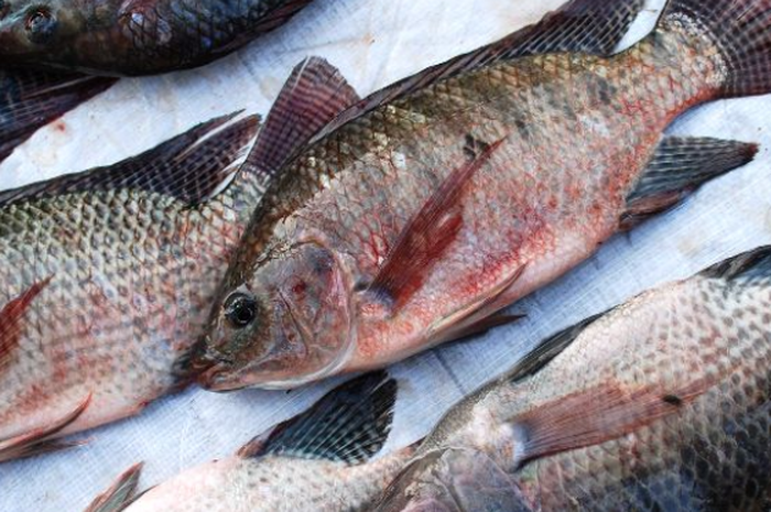 5 Bahaya Konsumsi Ikan Mujair, Salah Satunya Bisa Picu Kanker!