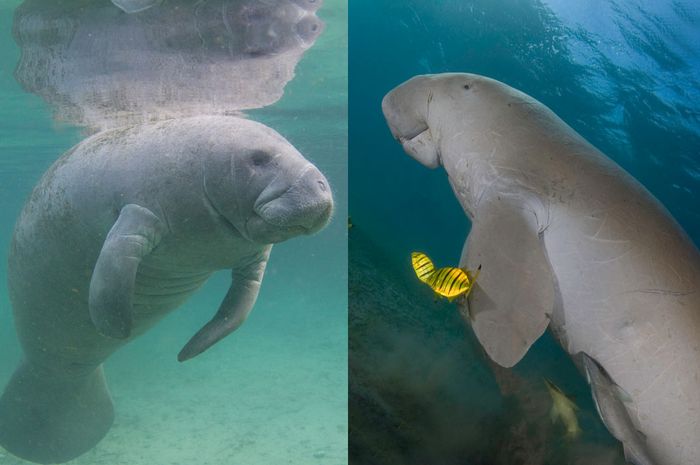 Sering Dikira Sama, Ini Bedanya Manatee dan Dugong - Bobo