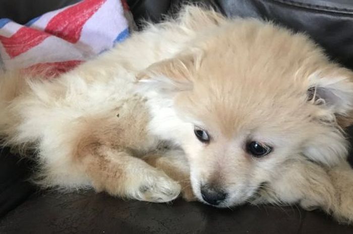 Anjing Kecil Ini Dikubur Hidup Hidup Dalam Kantong Sampah Dua