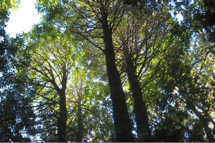 Di antara Pohon Kayu  Putih  Peneliti Temukan Hutan  Penuh 