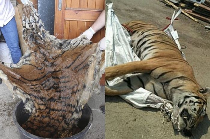 510+ Gambar Kolase Hewan Harimau Terbaik