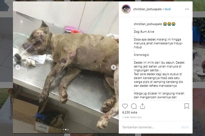 Update Kasus Pembakaran Anjing Di Menteng Pelaku Mengaku Kesal