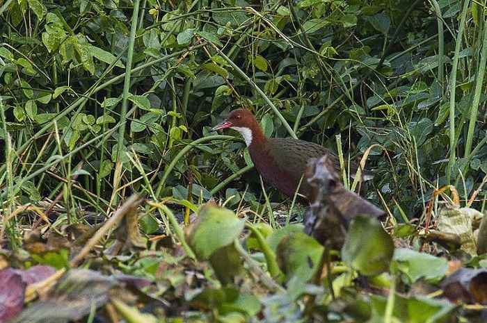 Evolusi Berulang Menyebabkan Burung yang Pernah Punah Muncul Kembali Bobo