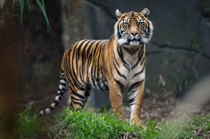 Habitatnya Terancam Harimau Benggala Rentan Alami 