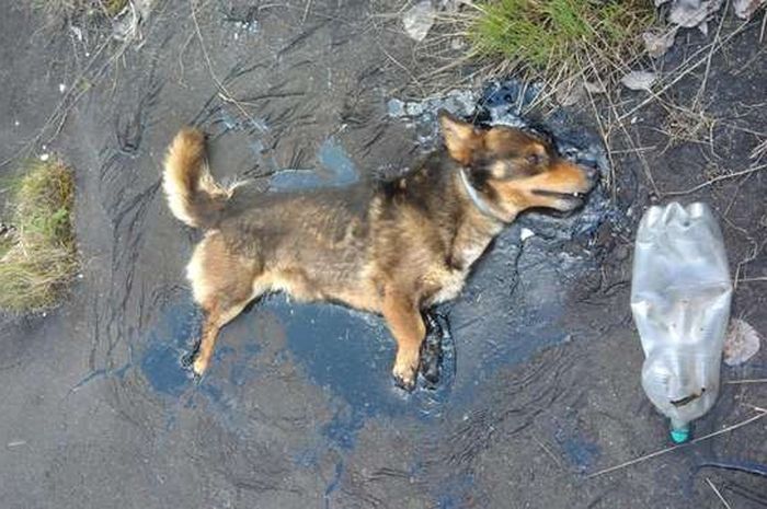 Terjebak Dalam Genangan Tar Yang Lengket Anjing Ini Terus