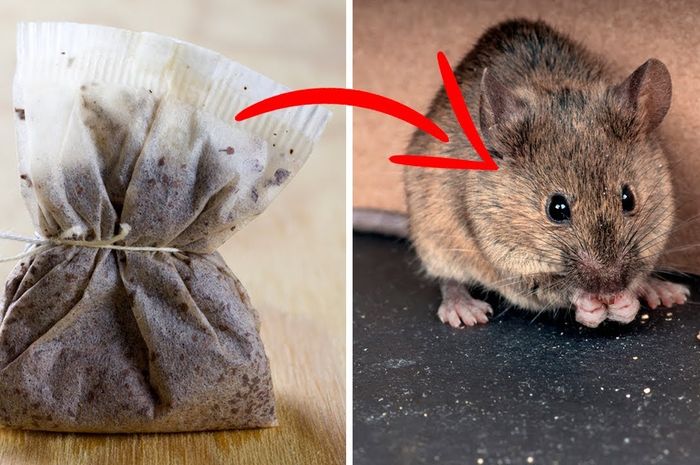 Cara mengusir tikus berkeliaran di rumah