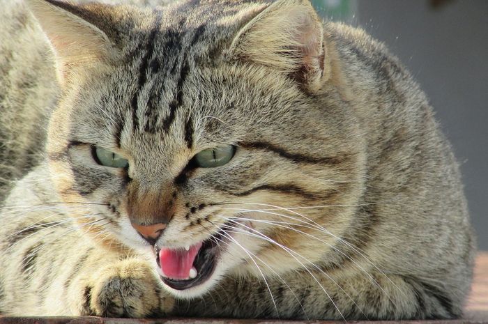 Punya Kucing Pemarah atau Galak Bisa Jadi Karena Meniru Punya Kucing Pemarah atau Galak Bisa Jadi Karena Meniru
